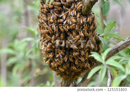 Bee on bee Bee on bee 125151803