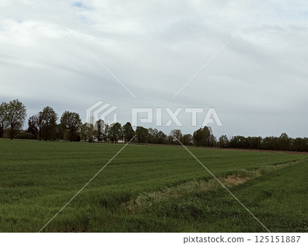 Rural landscape with green meadow and trees under cloudy sky. 125151887
