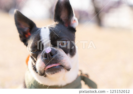 [春天] 鼻子上有櫻花花瓣的波士頓梗犬 [櫻花] 125152012