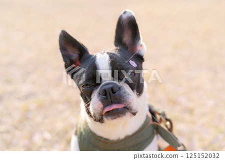 [Spring] Boston terrier with cherry blossom petals on his head [Cherry Blossoms] 125152032