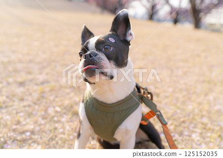[Spring] Boston terrier with cherry blossom petals on his head [Cherry Blossoms] 125152035
