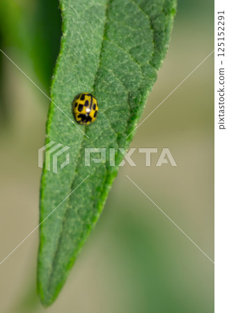 insect on green leaf insect on green leaf 125152291