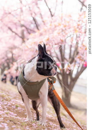 [Spring] Boston Terrier [Cherry Blossoms] 125153089