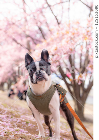 [Spring] Boston Terrier [Cherry Blossoms] 125153090