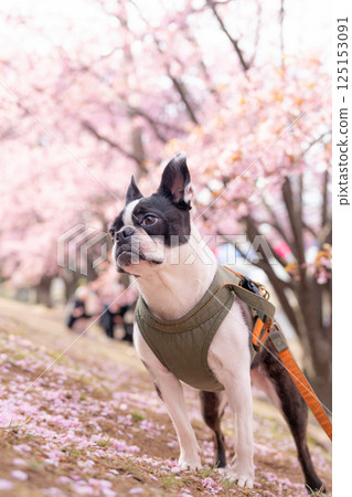 [Spring] Boston Terrier [Cherry Blossoms] 125153091