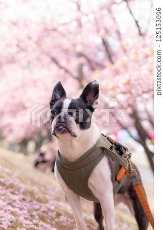 [春天] 波士頓梗 [櫻花] 125153096