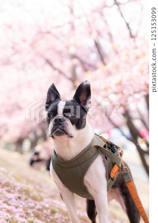[Spring] Boston Terrier [Cherry Blossoms] 125153099