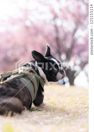 [Spring] Boston Terrier [Cherry Blossoms] 125153114