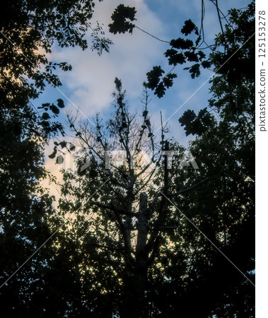silhouettes of branches with blue sky silhouettes of branches with blue sky 125153278