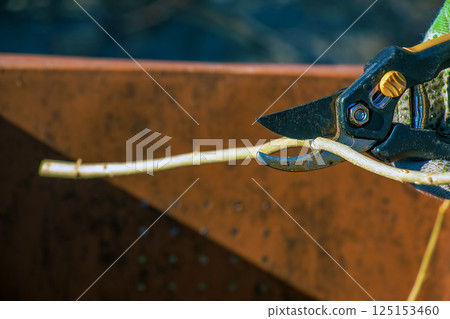 Close-up of a farmer's hand in green work glove using a pruner. A gardener trims dead tree branches in fall and spring using pruning shears to prune trees and bushes. Close-up of a farmer's hand in green work glove using a pruner. A gardener trims dead tree branches in fall and spring using pruning shears to prune trees and bushes. 125153460