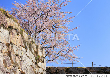 Takeda Castle Ruins in full bloom 125153511