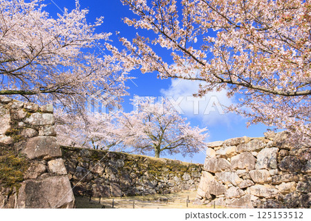 Takeda Castle Ruins in full bloom Takeda Castle Ruins in full bloom 125153512