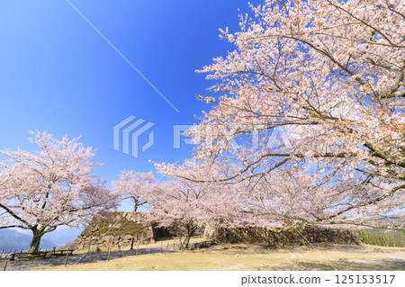 Takeda Castle Ruins in full bloom Takeda Castle Ruins in full bloom 125153517