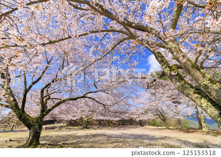 Takeda Castle Ruins in full bloom 125153518