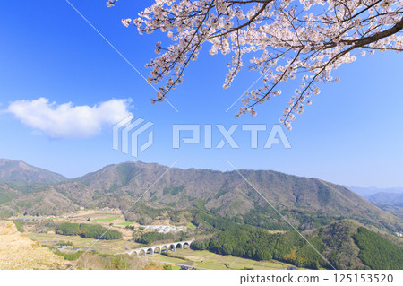 Takeda Castle Ruins in full bloom 125153520
