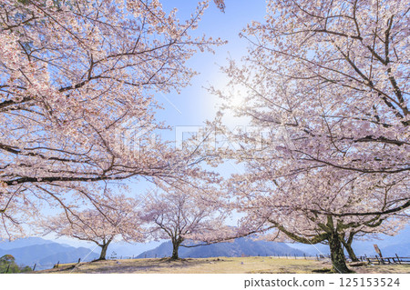 盛開的武田城跡 盛開的武田城跡 125153524