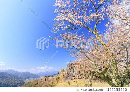 Takeda Castle Ruins in full bloom 125153530