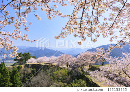 盛開的武田城跡 125153535