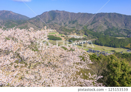 盛開的武田城跡 125153539