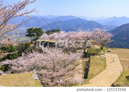 盛開的武田城跡 盛開的武田城跡 125153540