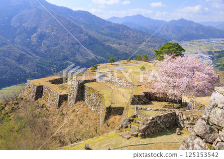 Takeda Castle Ruins in full bloom 125153542