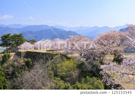 Takeda Castle Ruins in full bloom 125153545
