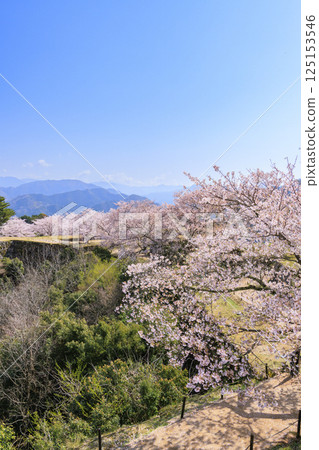 Takeda Castle Ruins in full bloom 125153546
