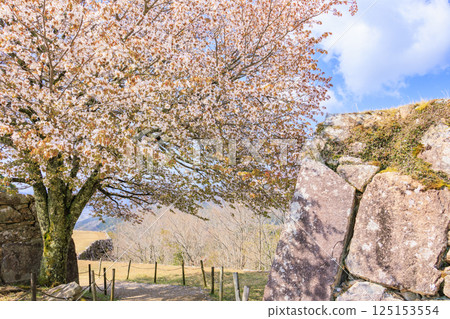 盛開的武田城跡 125153554