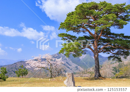 Takeda Castle Ruins in full bloom Takeda Castle Ruins in full bloom 125153557