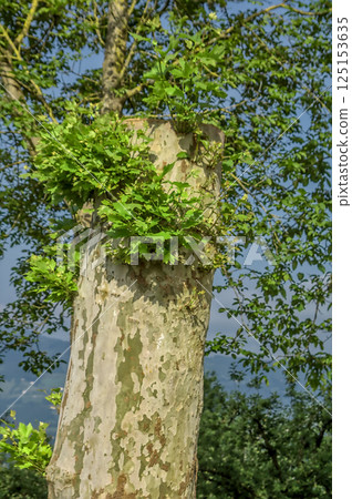felled tree with green leaves felled tree with green leaves 125153635
