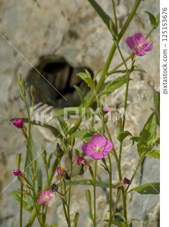 purple flowers in nature purple flowers in nature 125153676
