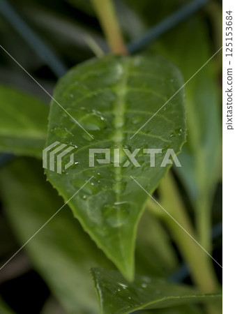 green leaf with raindrops green leaf with raindrops 125153684