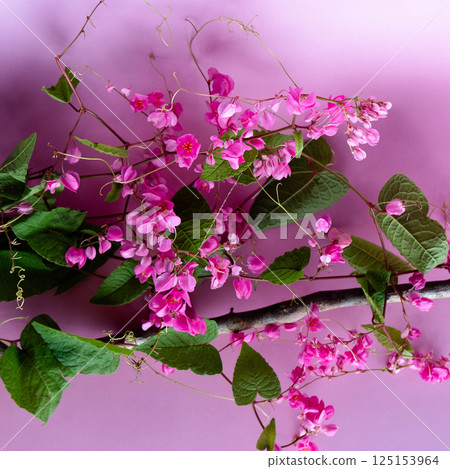 Pink flowers and green leaves create a charming scene on a soft purple background. Pink flowers and green leaves create a charming scene on a soft purple background. 125153964