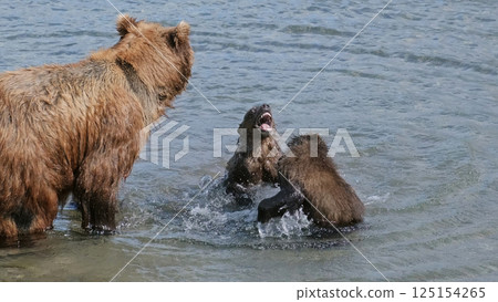 Brown bear cubs fight for fish 125154265