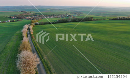 Flowering trees on green wavy rolling hills Flowering trees on green wavy rolling hills 125154294