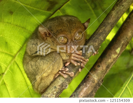 Tarsier monkey on tree in Philippines 125154309