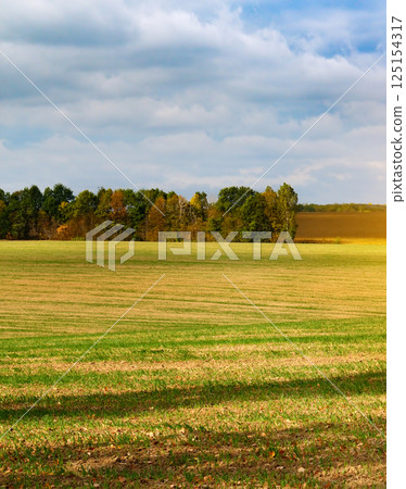 Harvested fields and meadows. Wavy rural autumn landscape. 125154317