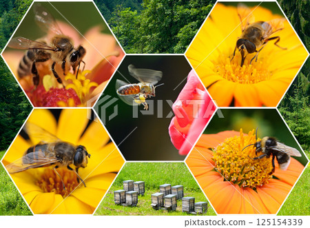 Collage in the form of a honeycomb with beautiful flowers and bees collecting nectar. 125154339