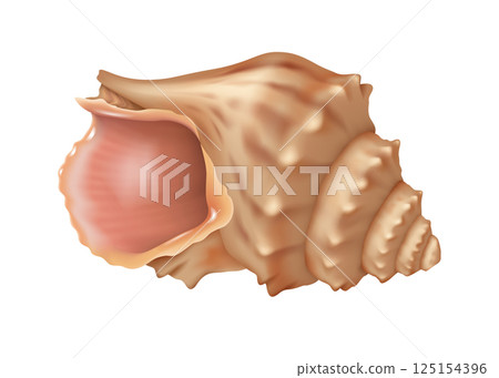 Detailed illustration of Triton seashell on white background 125154396