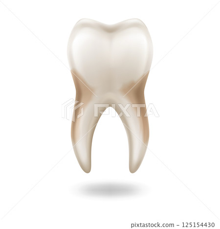 Realistic Illustration of Molar Tooth 125154430