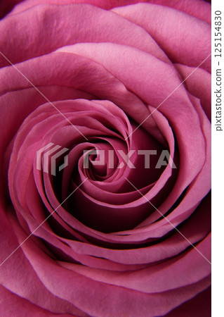 The background of the rose is dark pink. Texture. Close up of the rose. Vertical banner for the holiday. Postcard for Mother's Day. The background of the rose is dark pink. Texture. Close up of the rose. Vertical banner for the holiday. Postcard for Mother's Day. 125154830