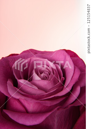Pink rose on a light pink background. Vertical banner for the holiday. Postcard for Mother's Day.  125154837