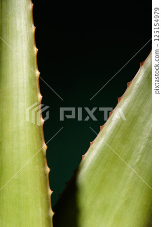 Mexican Aloe Vera. Banner on the theme of cosmetics with aloe. Black background. Large two aloe leaves. Mexican Aloe Vera. Banner on the theme of cosmetics with aloe. Black background. Large two aloe leaves. 125154979