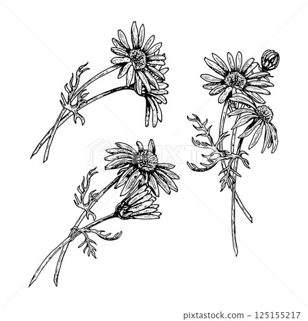 Set of three hand drawn wildflowers with daisy-like blooms in black and white. Botanical illustration suitable for cosmetics, herbal tea, floral wedding design, fabric print, or eco product labels. 125155217