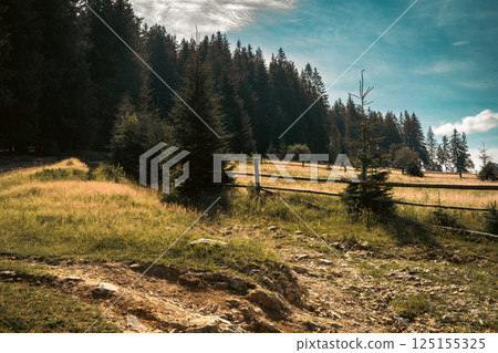 An open, sunlit field stretches toward the edge of a dense forest of pine trees. 125155325