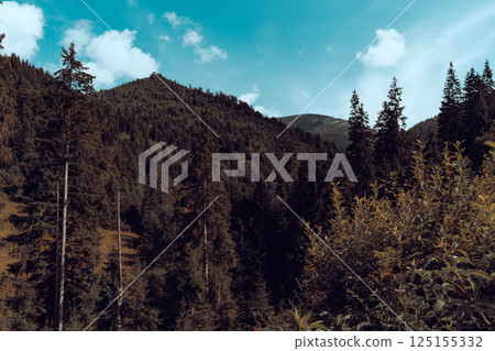 A tiny cabin peeks out from a densely forested hillside, surrounded by towering pine trees. 125155332