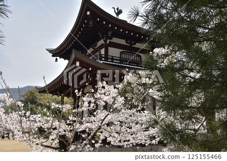 觀世寺總本山～吉野櫻與觀音堂（京都市山科區） 125155466