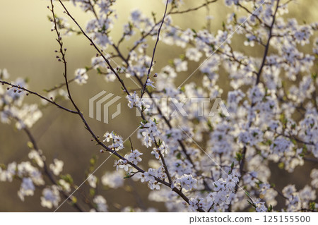 White Blossom Branches blooming in the evening light 125155500