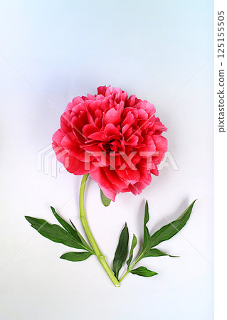 Beautiful burgundy peony flower on bright sunny background,template for design and product display,natural still life for banner,floral arrangement for flyer.Spring floral card. Beautiful burgundy peony flower on bright sunny background,template for design and product display,natural still life for banner,floral arrangement for flyer.Spring floral card. 125155505