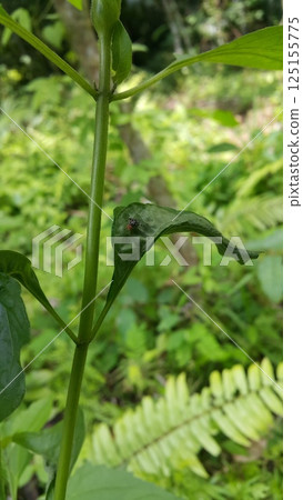 Rhagoletis pomonella perched on a plant leaf. Shot in forest. The apple maggot, also known as the railroad worm, is a species of fruit fly, and a pest of several types of fruits, especially apples. 125155775